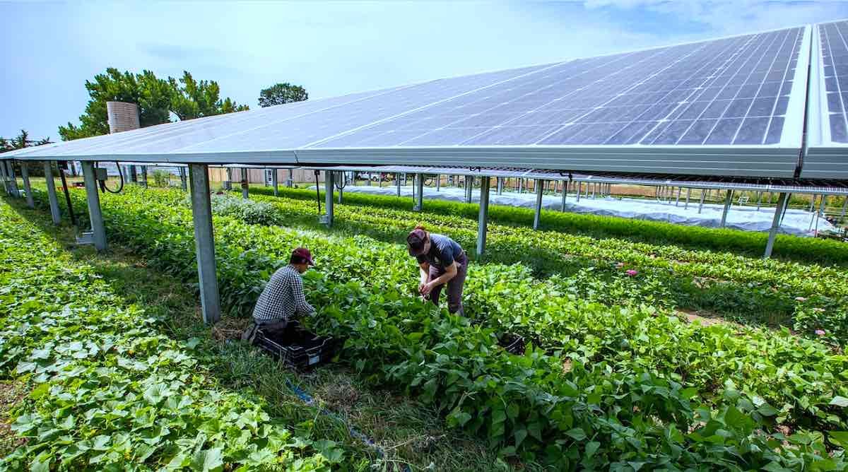 Agrivoltaic-Jacks-Solar-Farm-Photo-by-Werner-Slocum-NREL.jpeg