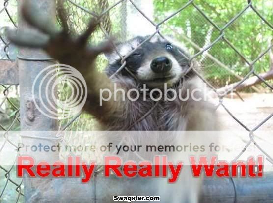 Raccoon-ReallyReallyWant.jpg