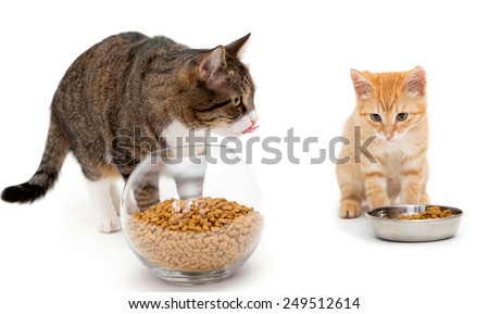 stock-photo-big-cat-and-little-kitten-eat-dry-food-249512614.jpg