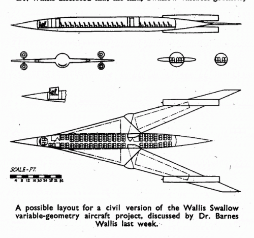 Swallow-3.gif