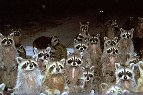 RACCOONS.jpg