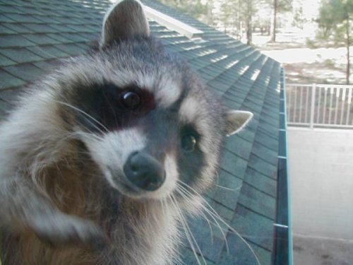 163_racoon_peekings.jpg