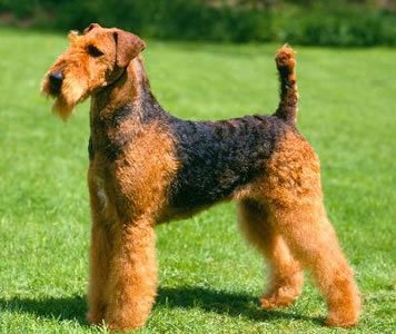 airedale.jpg