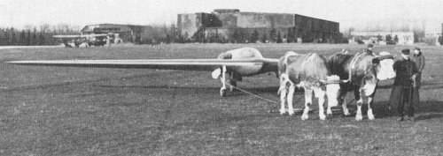 ho_xii_oxen.jpg