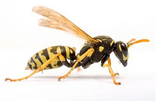 wasp.jpg