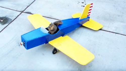 rc-squirrel2-735x413.jpg