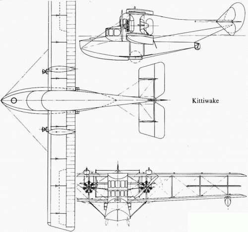 kittiwake-1.gif