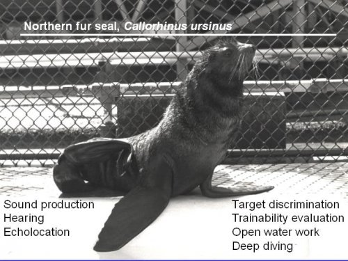 Slide_fur_seal.JPG