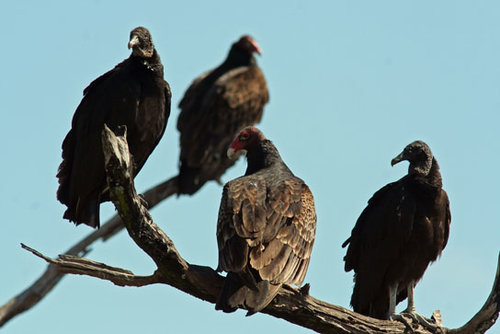 Black-and-Turkey-Vultures.jpg