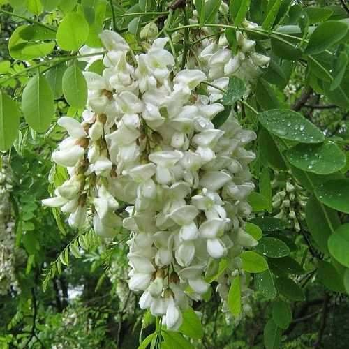 Robinia_pseudoacacia_03_1400x.jpg