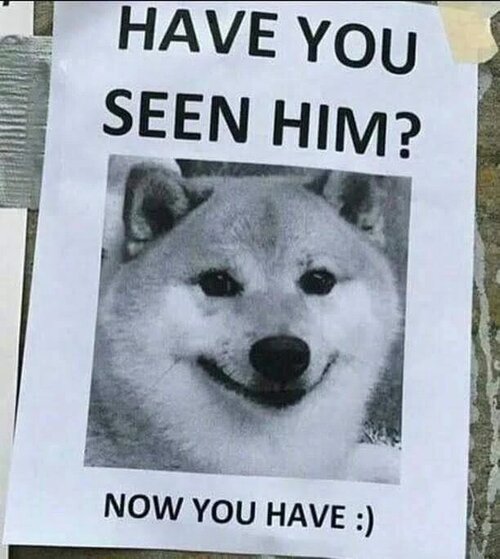 find doge.jpg