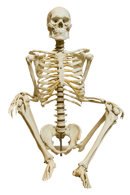 Homo_sapiens_skeleton_-_MUSE.JPG