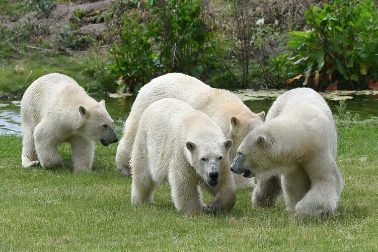 0_WYP-new-polar-bears__09.jpg