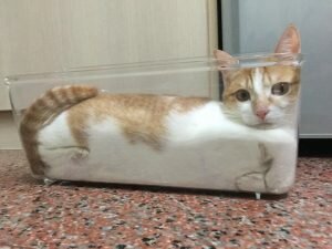 liquid-kitty-300x225.jpg