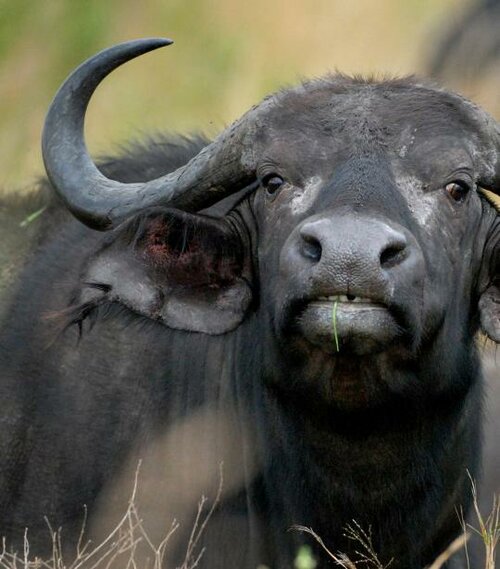 SpeciesPage_AfricanBuffalo02_Challenges.jpg