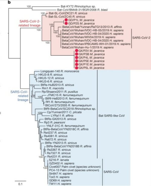 bat_coronaviruses_lineage.jpg