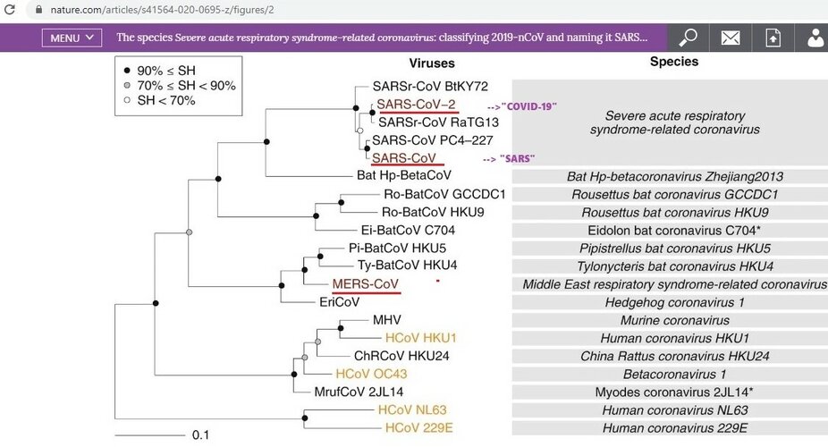 betacoronaviruses_simplified_taxotree.jpg