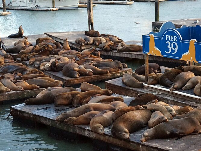 pier39.jpg