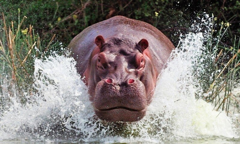hipopotamos.jpg