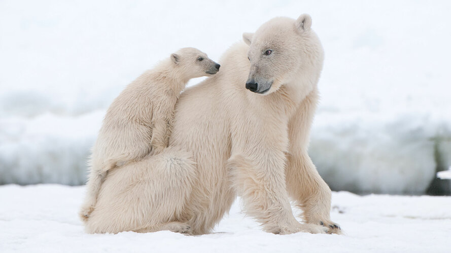 nws-st-polar-bear-with-cub.jpg
