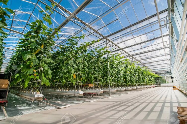 142735197-rows-of-cucumbers-in-a-modern-greenhouse-growing-vegetables-designs-made-of-glass-sh...jpg