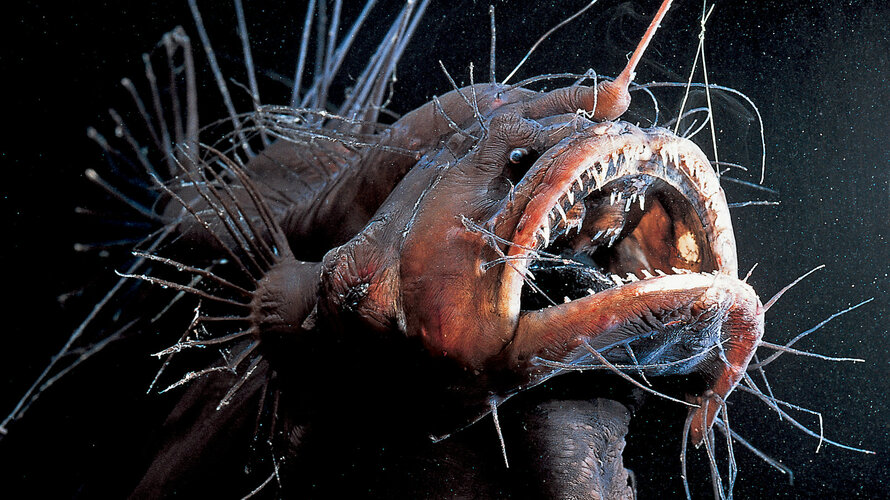 29SCI-ANGLERFISH-promo-videoSixteenByNineJumbo1600.jpg