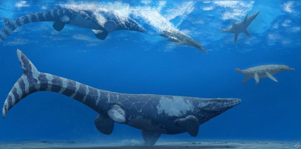 Tylosaurus pembinensis herd a pod of Trinacromerum kirki towards the shallows in Cretaceous Ma...jpg