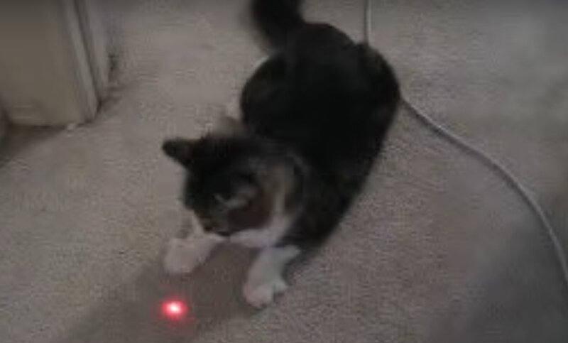 gato-laser.jpg