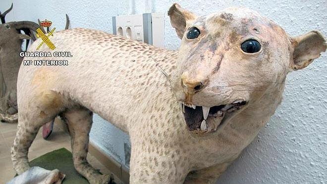 disecado--660x371.jpg