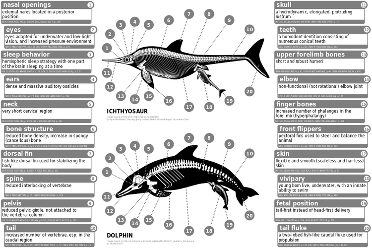 Ichthyosaur_vs_dolphin.svg.png