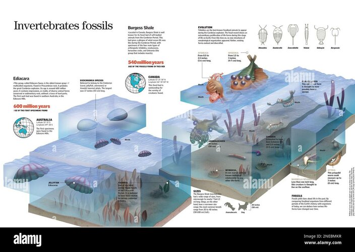 infografica-dei-reperti-fossili-invertebrati-del-periodo-cambriano-nei-siti-di-ediacara-e-burg...jpg