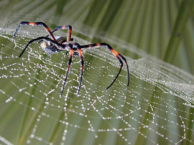 20091021121813-ara-c3-b1a.jpg