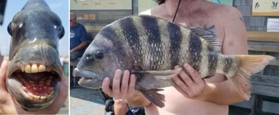 sheepshead fish.png