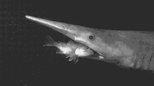 sttxftlngdbqoooyk6xa.gif