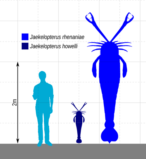 663px-Jaekelopterus_Size_2.svg.png