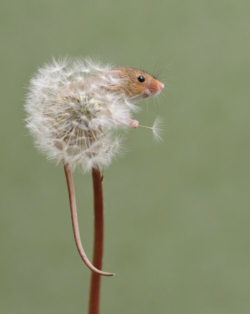 dean-mason-harvest-mouse-photography-6.jpg