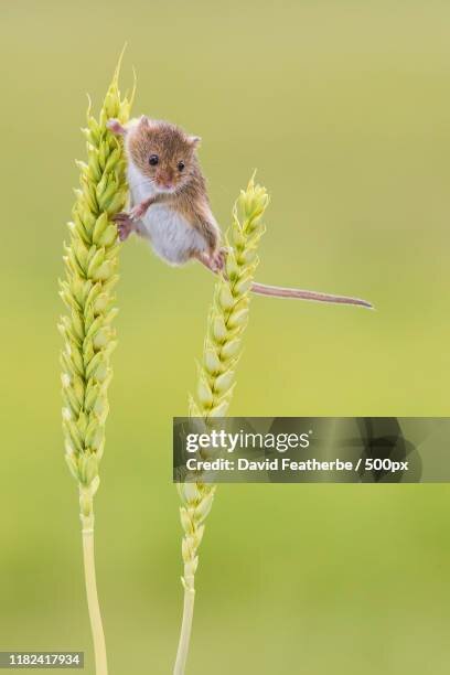 gettyimages-1182417934-612x612.jpg
