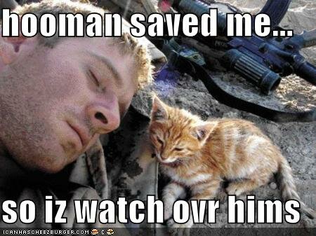 kitten-watches-over-soldier.jpg