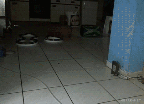 attack kitten.gif