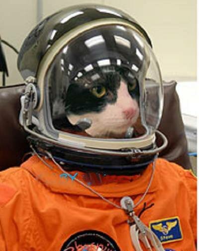 Major Tomcat.jpg