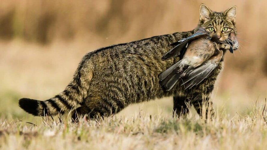 gato-montes-arrendajo-1024x576.jpg
