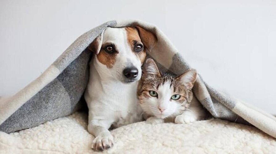 perros-kzQD--1248x698@abc.jpg