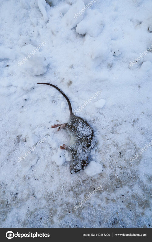 depositphotos_449253226-stock-photo-stockholm-sweden-frozen-dead-rat.jpg