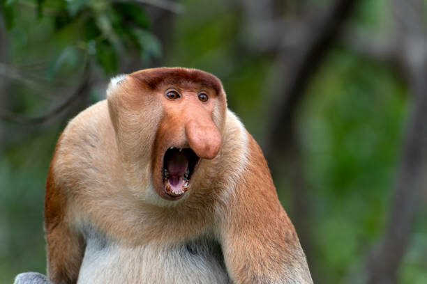 istockphoto-1422268877-612x612.jpg