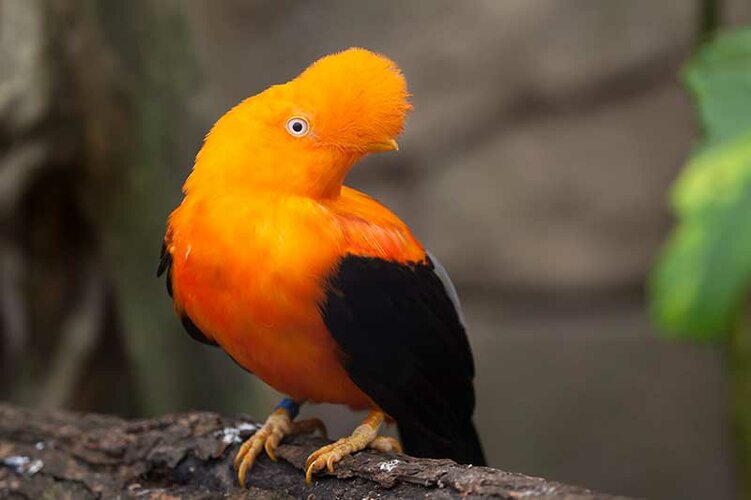 andean-cock-of-the-rock.jpg