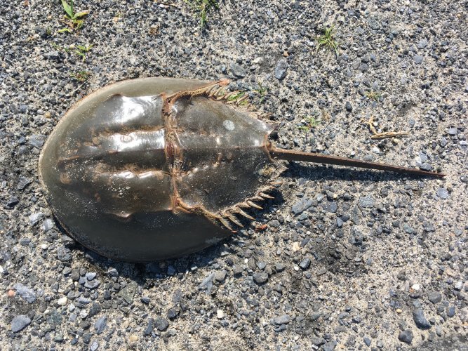 Atlantic_horseshoe_crab_(Limulus_polyphemus).jpg