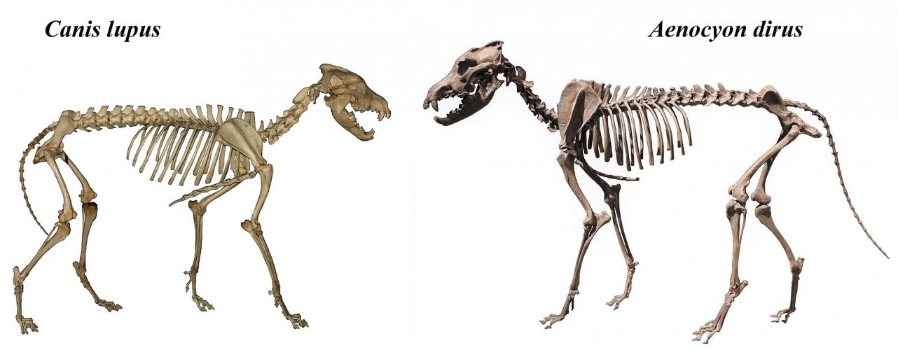 Canis_lupus_&_Aenocyon_dirus.jpg