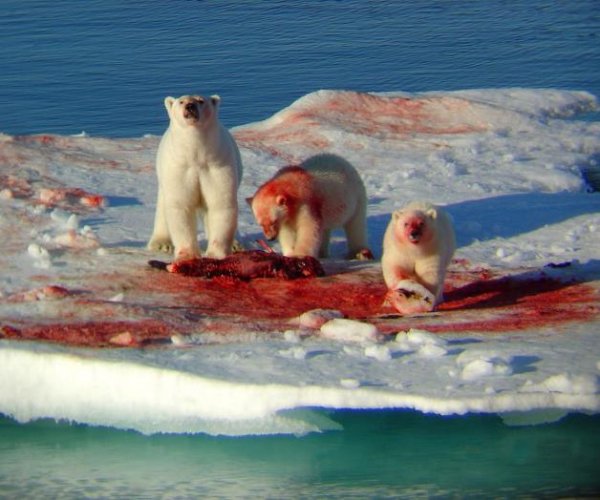murder-bears-focus-0-0-628-524.jpg