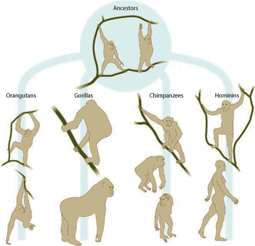 A-reconstruction-of-the-arboreal-bipedalism-hypothesis-depicting-the-evolution-of-modern.png