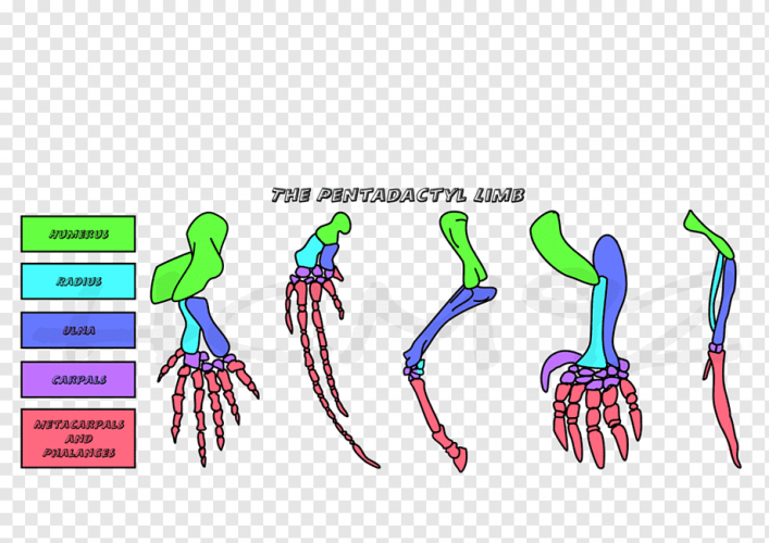 png-transparent-limb-finger-evolution-organ-the-love-horse-new-year-s-eve-miscellaneous-text-h...png